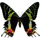 Sunset Moth - Urania ripheus icon
